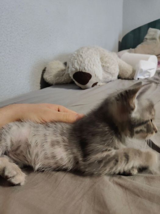 Dau spre adoptie 2 pui de pisica