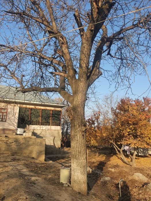 Yong‘oq daraxti sotiladi