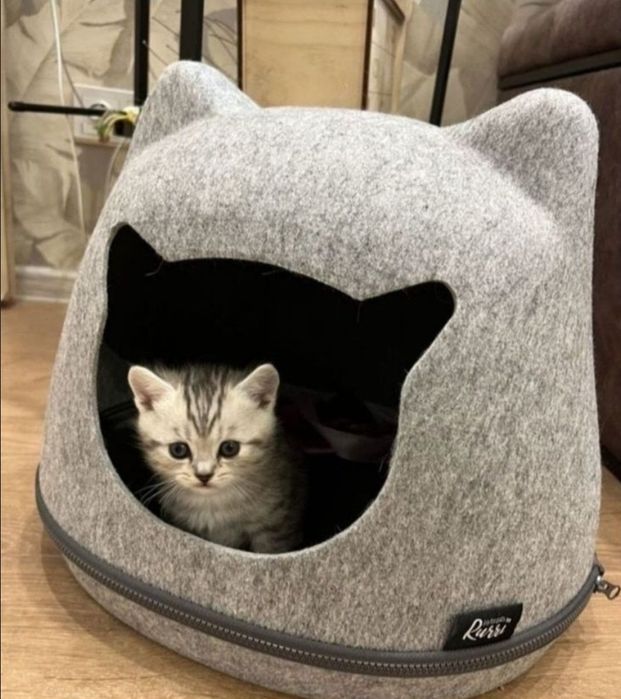 Британсеие коасиые котяьа, 1.5 мес