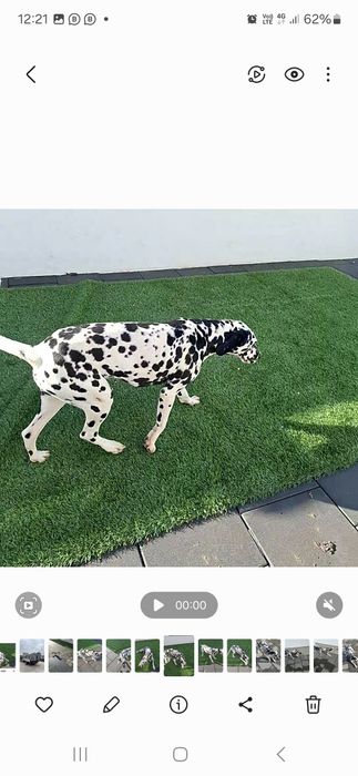 Vând dalmațian femelă are 2 ani