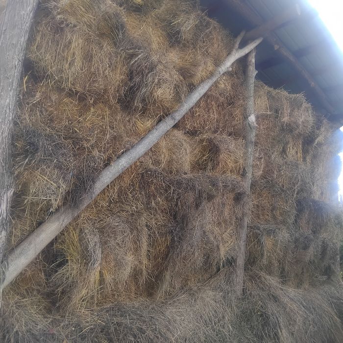 Baloți de fân cu lucernă