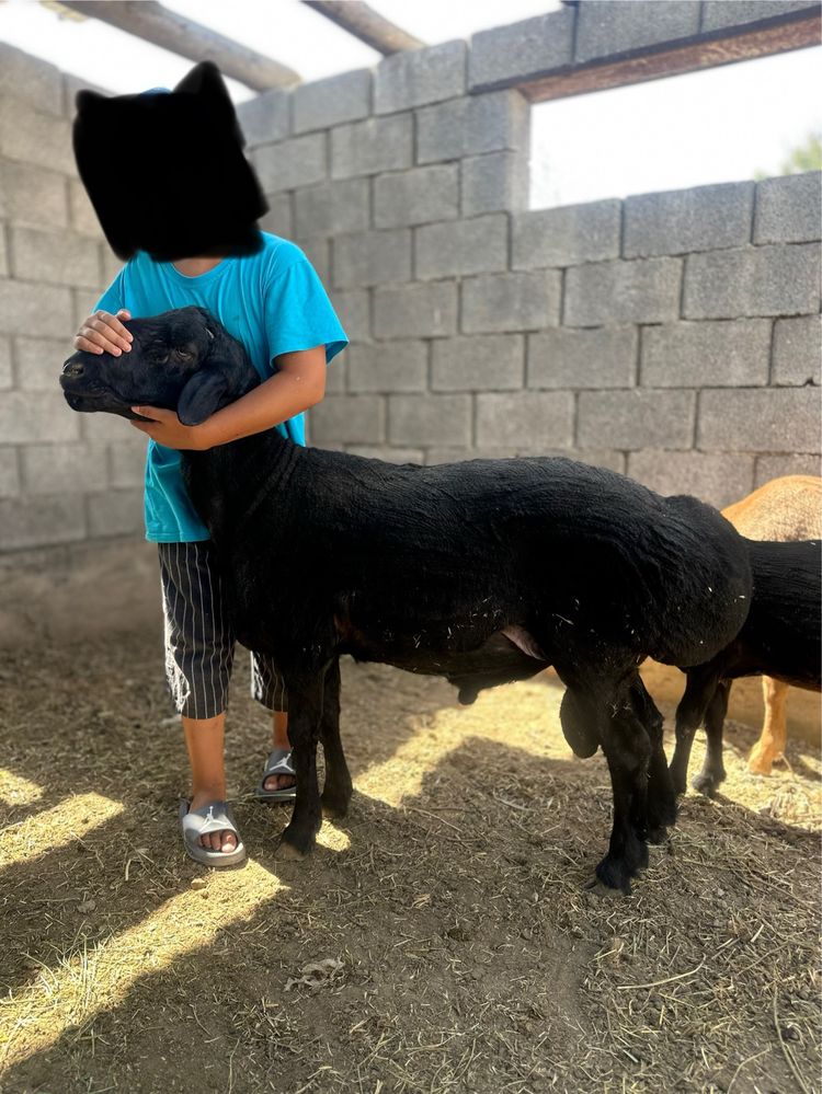 Қошқар кошкар баран гисар