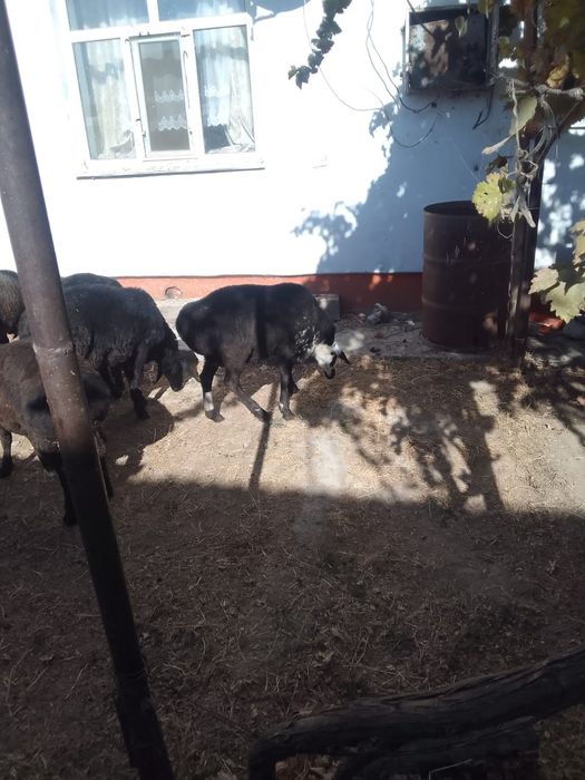 Қошкар  1 жасар 5 бас бар саудасы келсимди