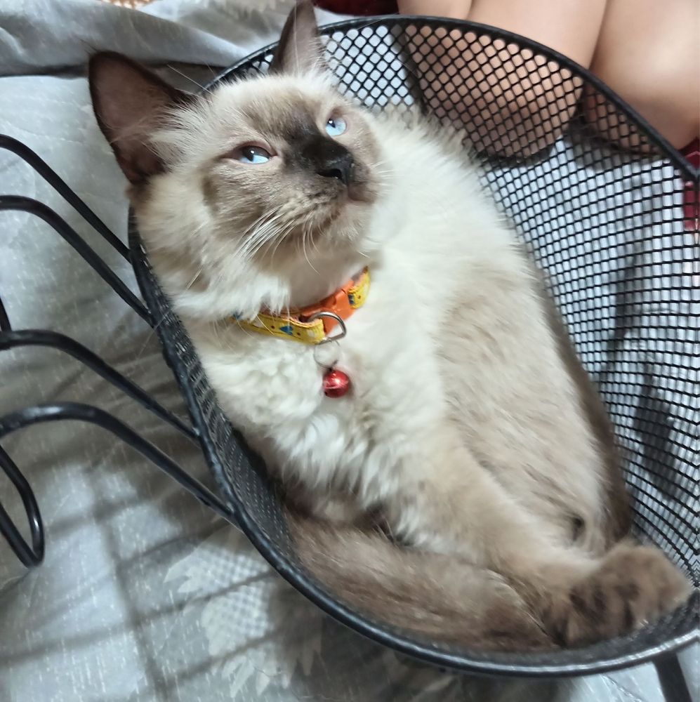 Срочно продам котять