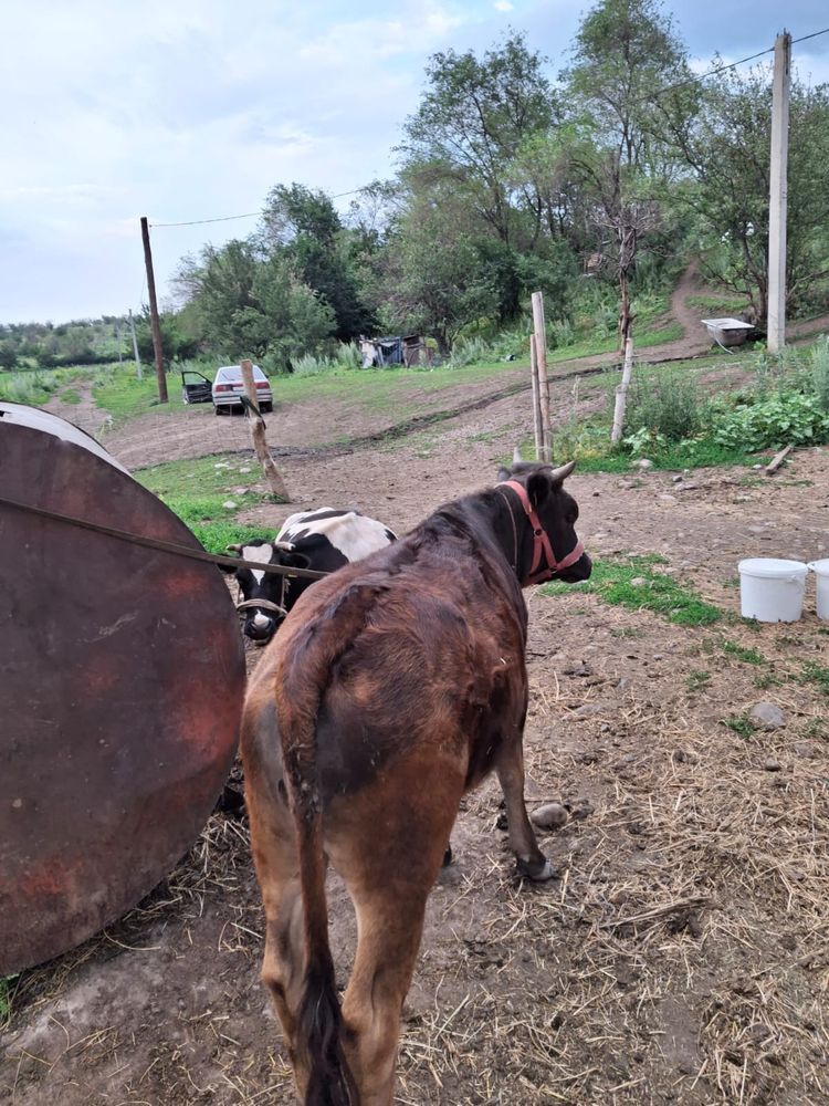 Бычок бұқа 1 жасар тана 1  жасар