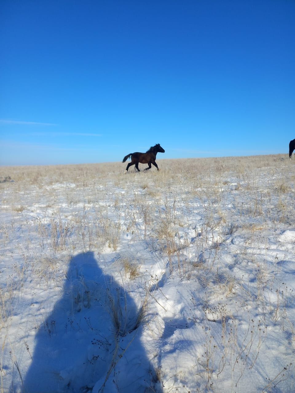 Продам жабагы.  Находимся село Шамши Калдаякова