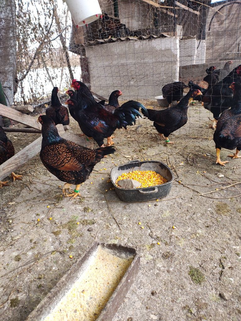 Vănd ouă de incubat din rasa Uriasi combatantă