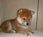 Shiba Inu de vanzare,calitate deosebita/transport