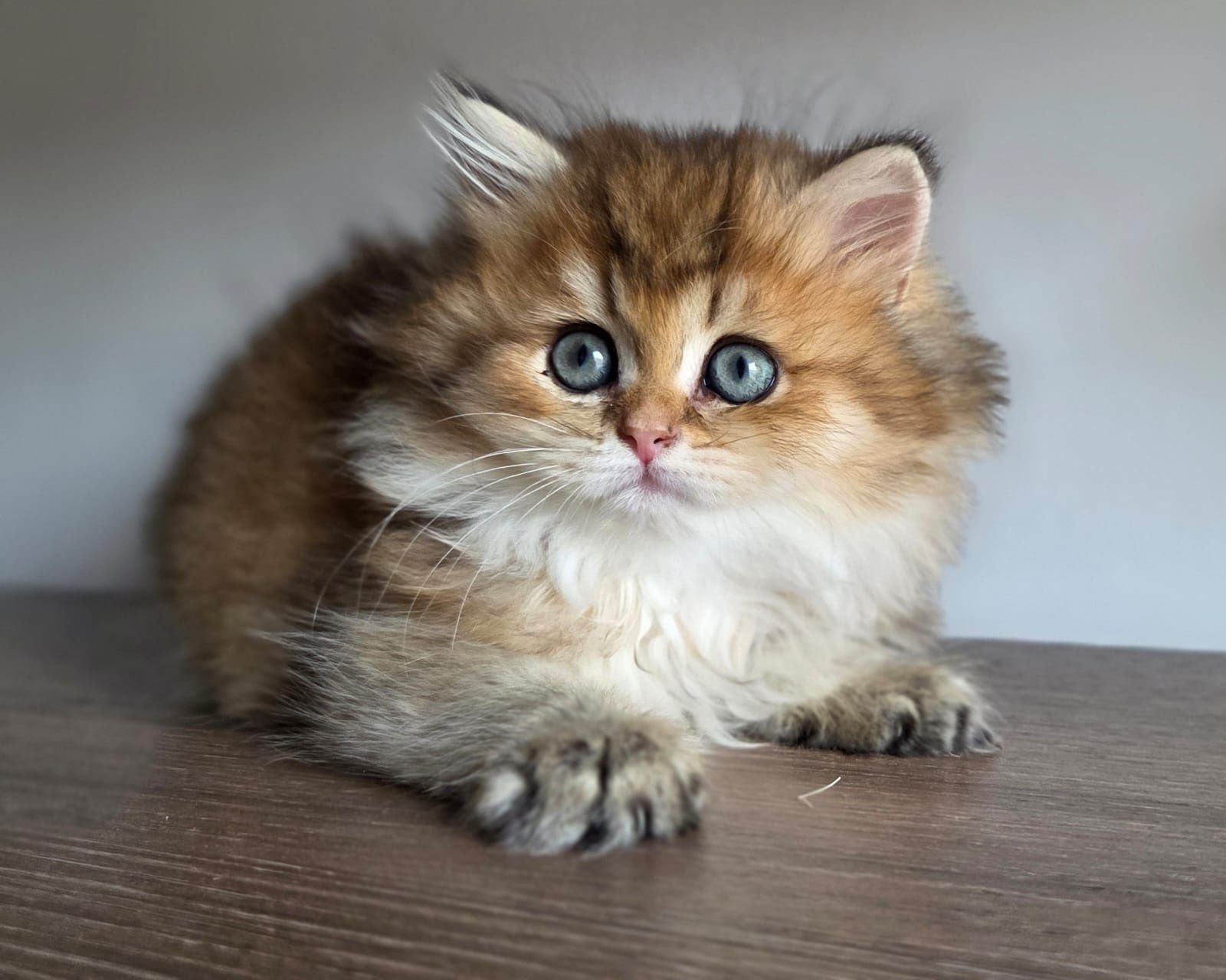 British longhair cu pedigree