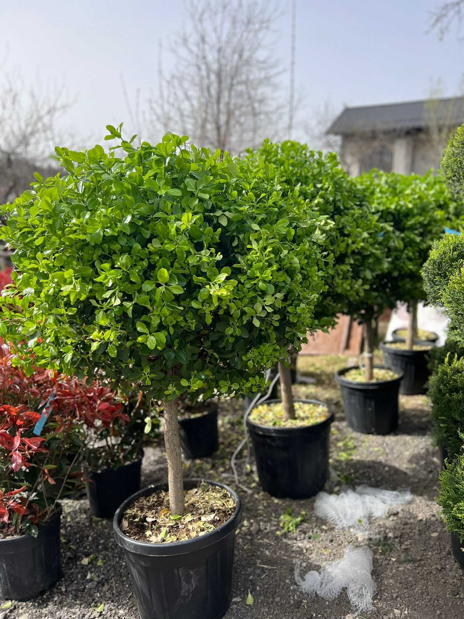 Grădina perfectă începe cu alegerea plantelor potrivite