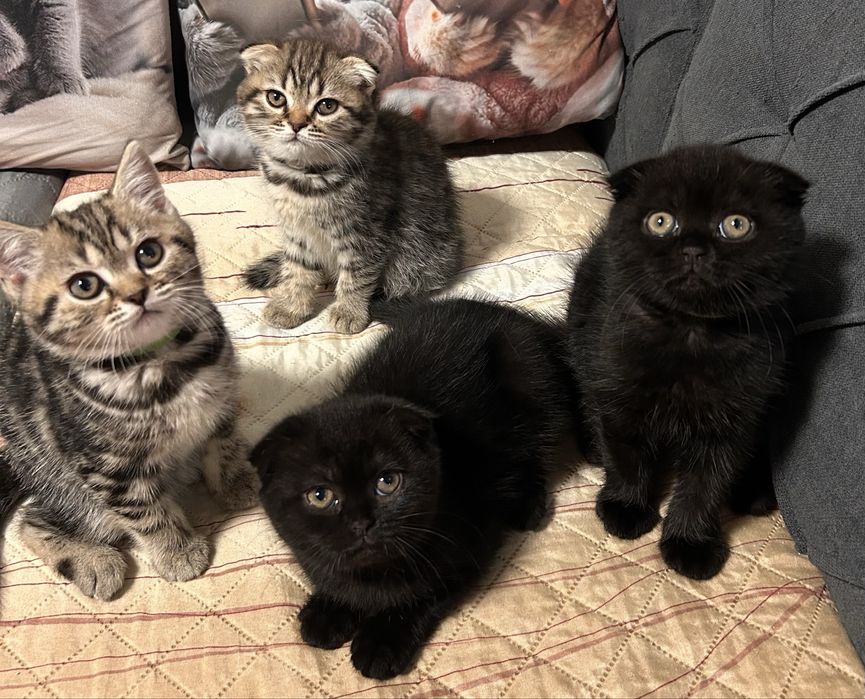 Британски котета