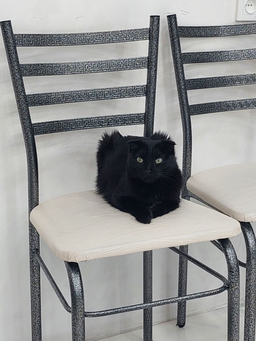 Кошка скоттиш фолд кастрированная Ташкент
