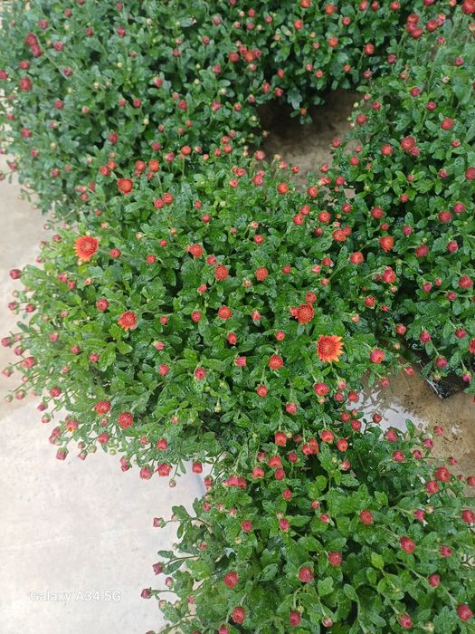 Crizanteme multiflora