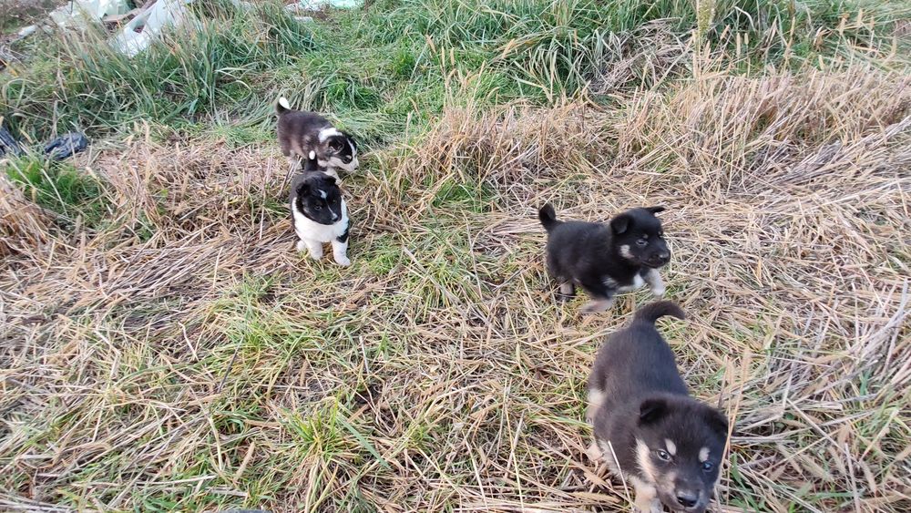 Donez cățeluși maidanezi