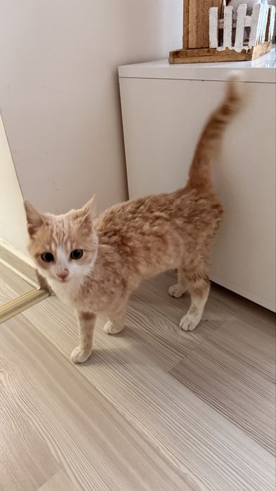 Pisic pentru adoptie