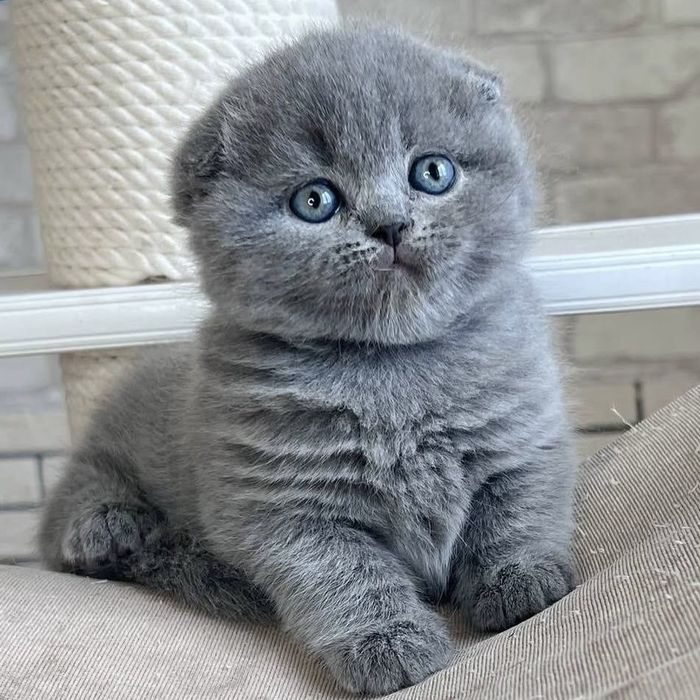 Премиум Котята на продажу