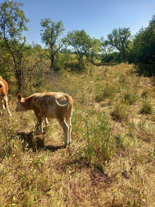 Veți la  3 luni vițea și vitel