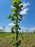 Paulownia Tomentosa Arbori Ornamentali ,Copaci cu inaltime 2 m + 6 m