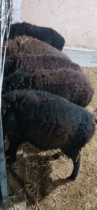 6oylik qozila sotiladi