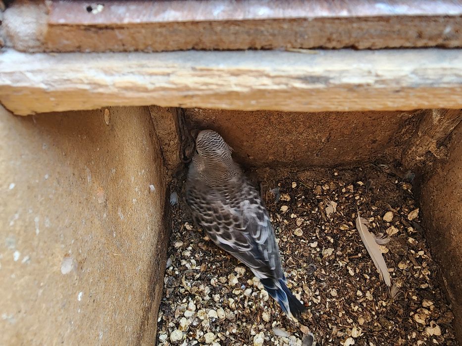 Ишлаяпти битта боласи бор тайёр холатта ини биланИшлаяпти битта боласи