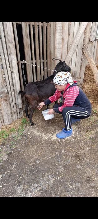 Продам доиную козу.