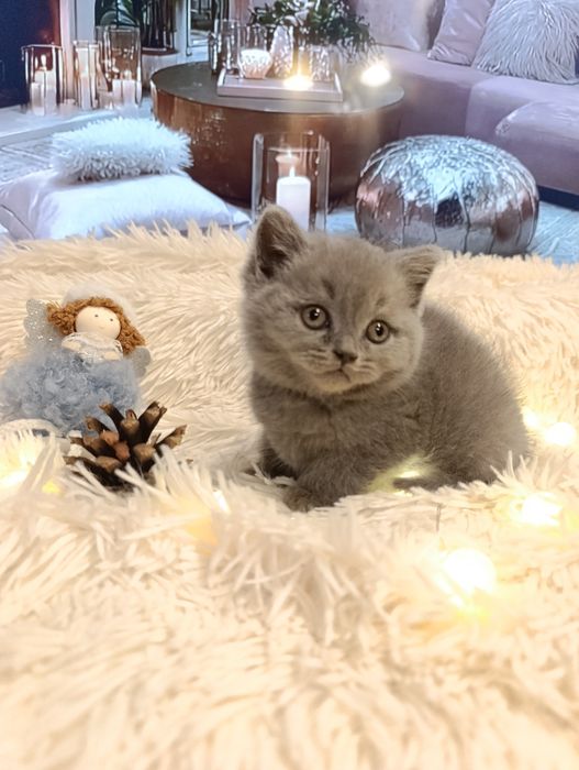 Pui băiețel British Shorthair ORADEA