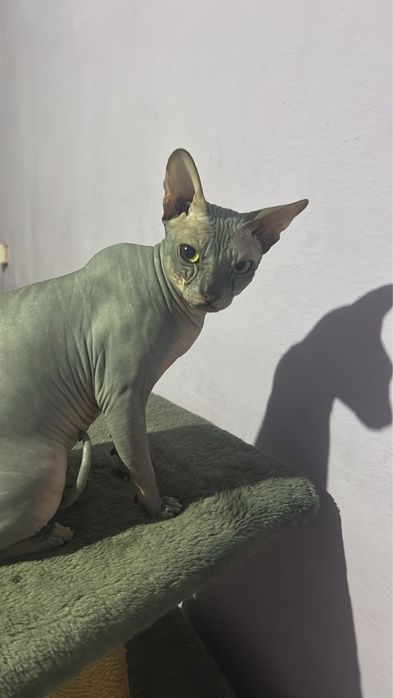 Канадский сфинкс 1 год исполнился в сентябре