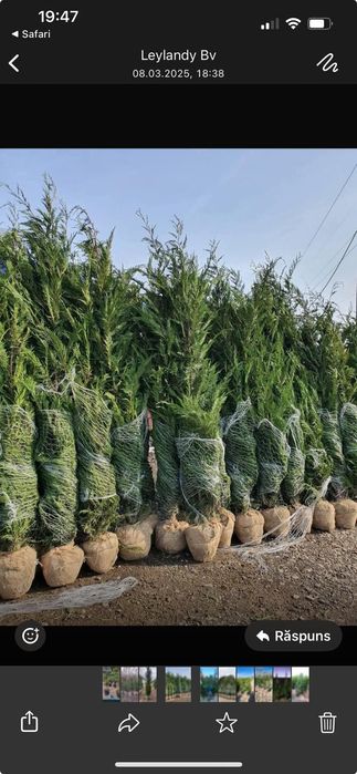 Cameciparis Leylandy Tuia smarald Magnoli Platan Mesteacan Tei etc