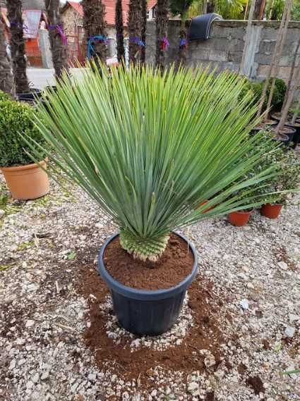 Maslin copacel olea europaea,yucca,palmieri,plante exotice ornamentale