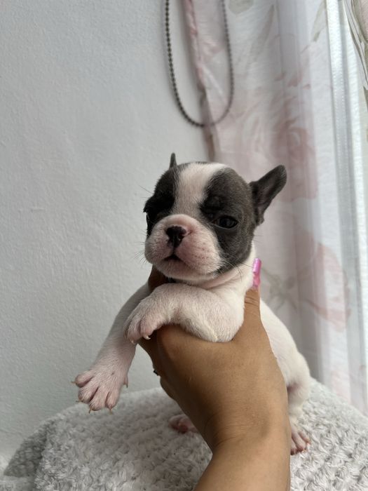 Bulldog francez
