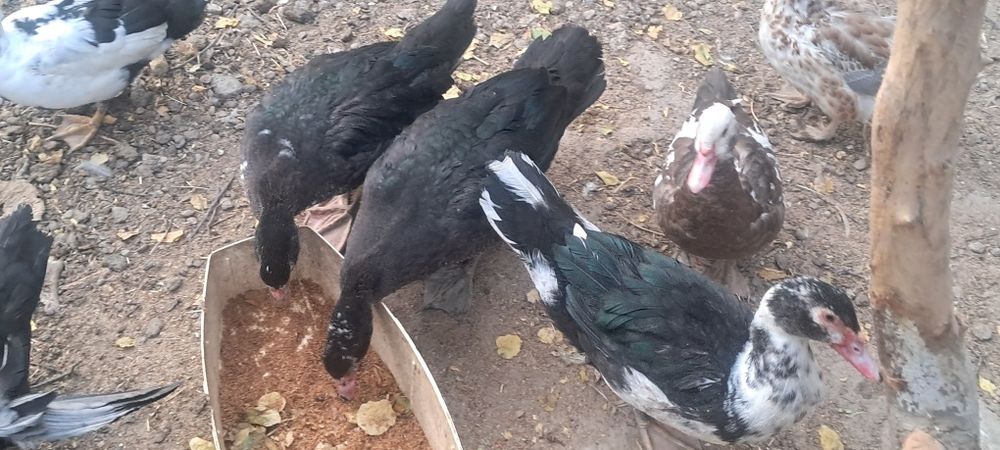 Индоутки 6.0месяц