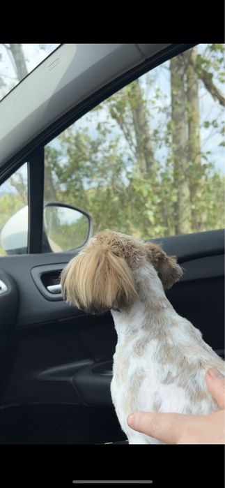 Catelusa Shih Tzu de talie mica