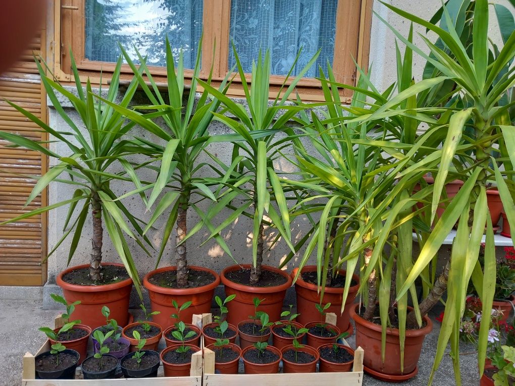 Yucca plante ornamentale și puiet de lămâi.