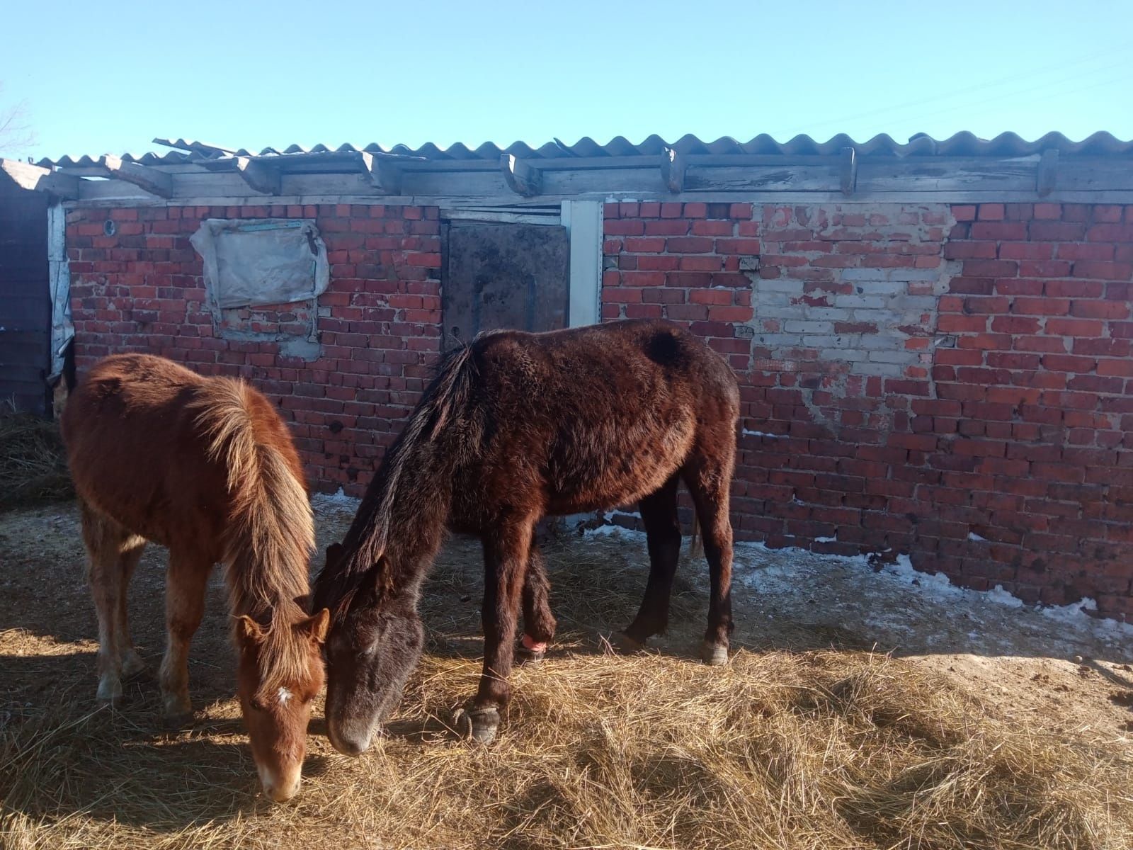 Продам кобыл,можно все по оптовой цене