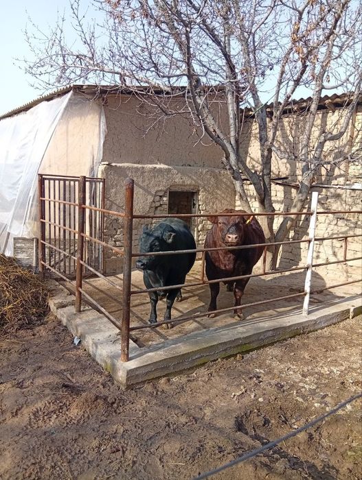 Продам быка парода лимузин