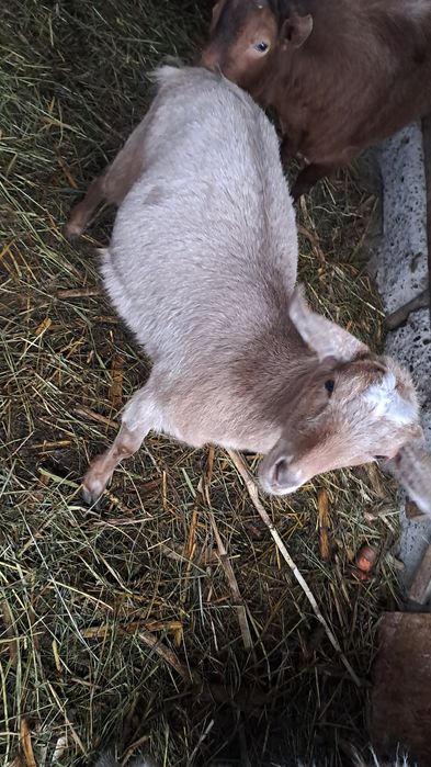 Schimb 3 caprite cu oi