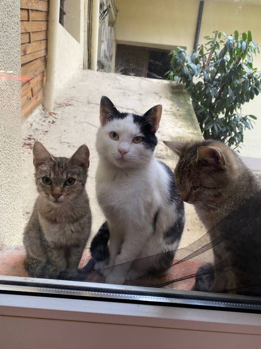 Donez 2 motani micuti