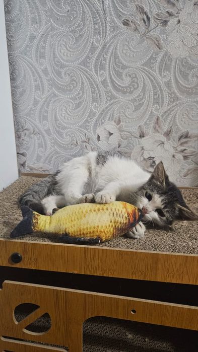 Котенок в добрые руки