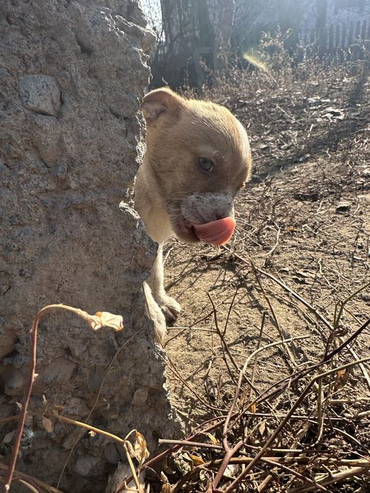 Щенок срочно ищет дом