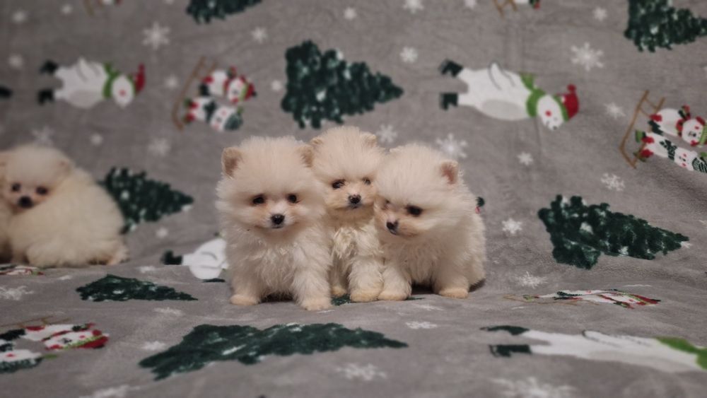 Померан мини померанчета