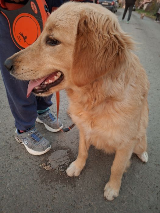 Голдън ретривър женски