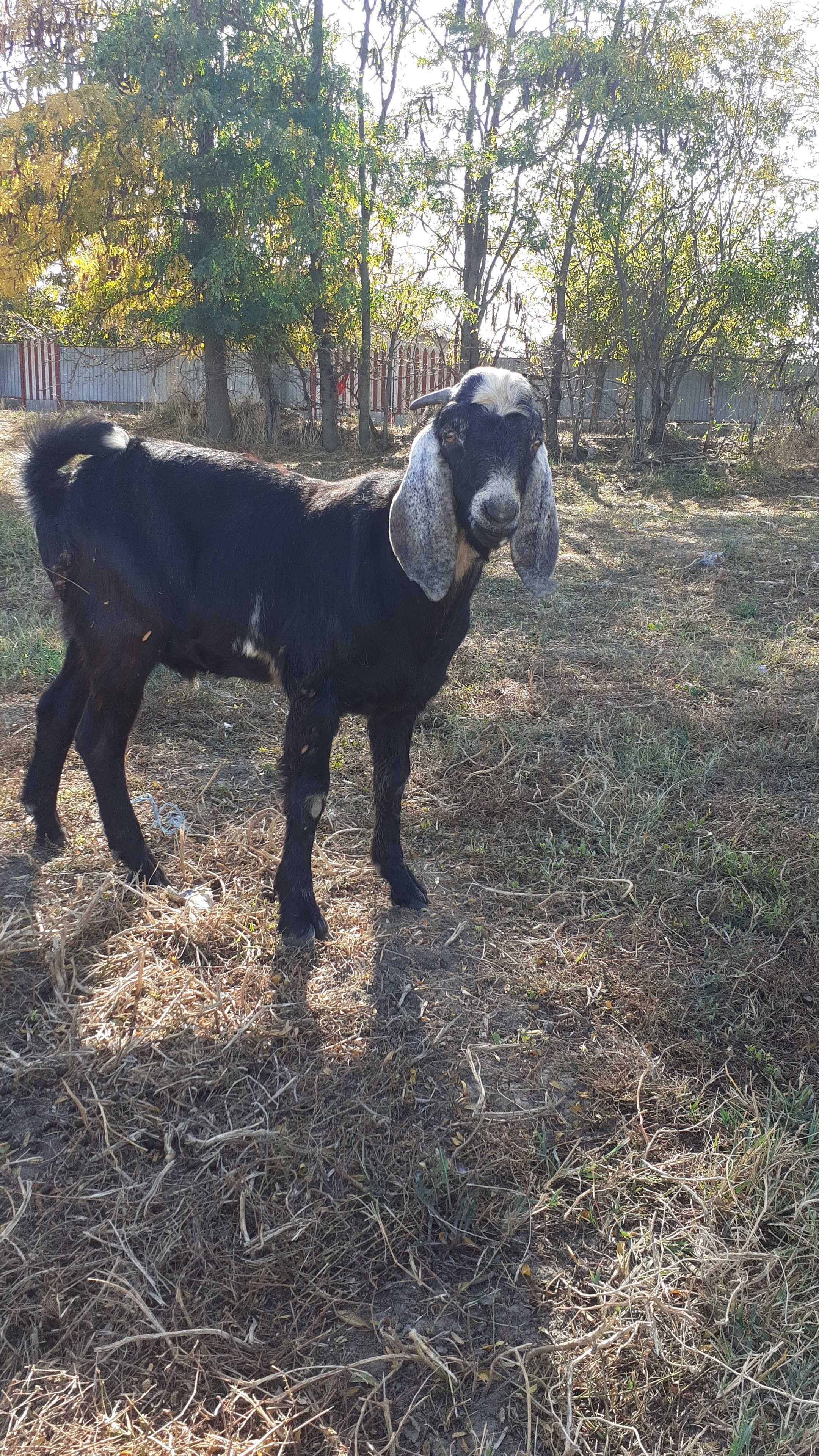 Țap anglo nubian petru montă