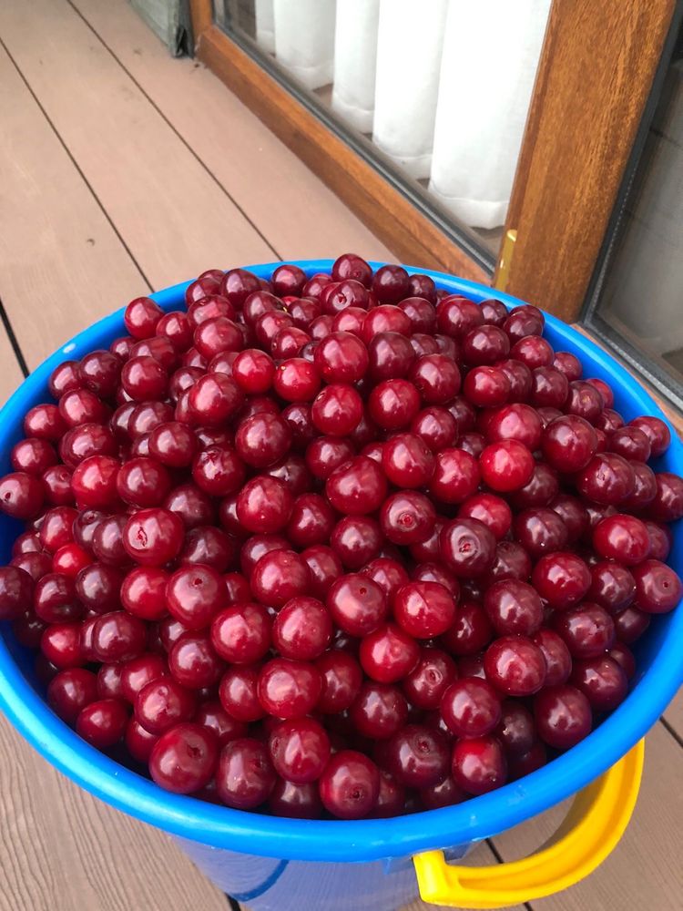 Вишня домашняя крупная