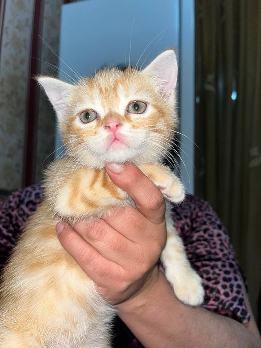 Продаются котята манчикины 1,5 месяца