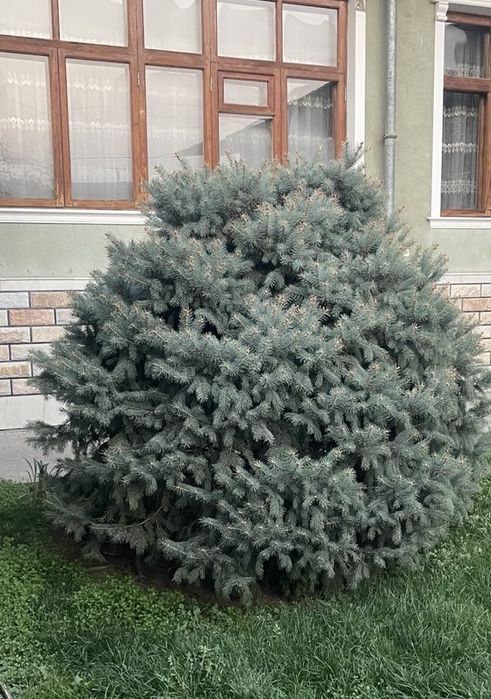 Голубые Ель, Арча живые 4-шт свои