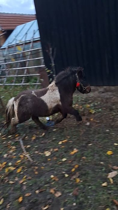 Ponei armăsar talie mică