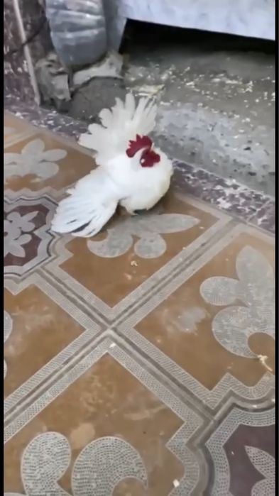 Самурайский Шабо
