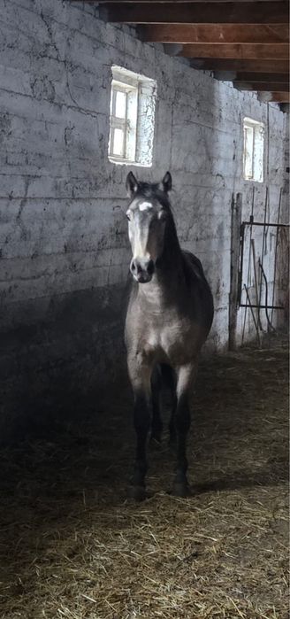 Айгыр двухгодовалый