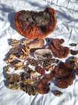 Ciuperci medicinale anti-cancer Polyporus/Daedaleopsis/Trametes