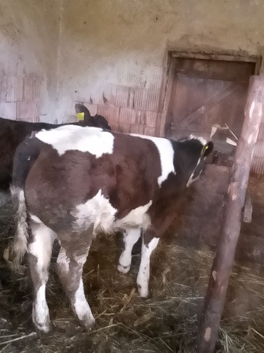 Vând vițel belgian